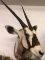 African Gemsbok Shoulder Mount