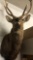 Sika Deer Shoulder Mount