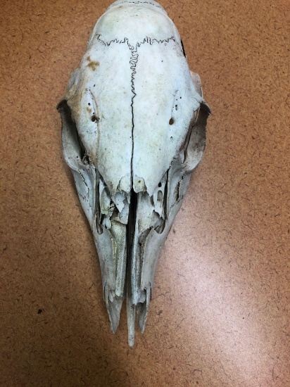 Dear Skull