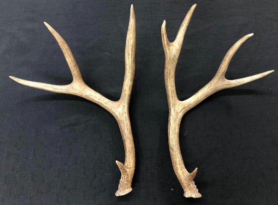 Mule Deer Antlers