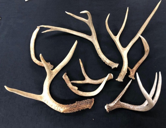 Mixed lot of Antlers