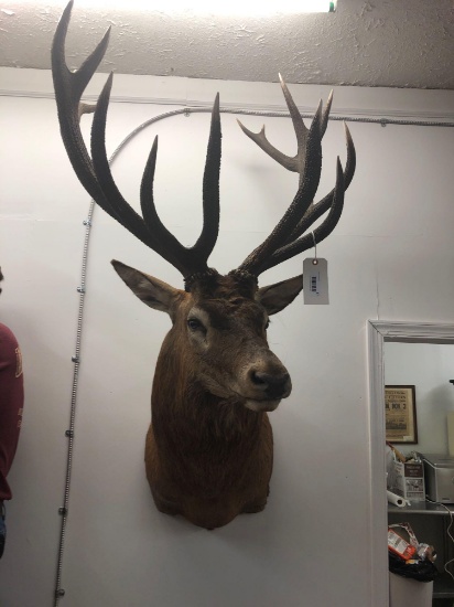 15pt Red Stag Shoulder Mount