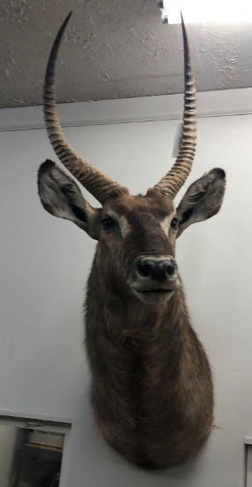 African Waterbuck Shoulder Mount