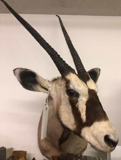 African Gemsbok Shoulder Mount