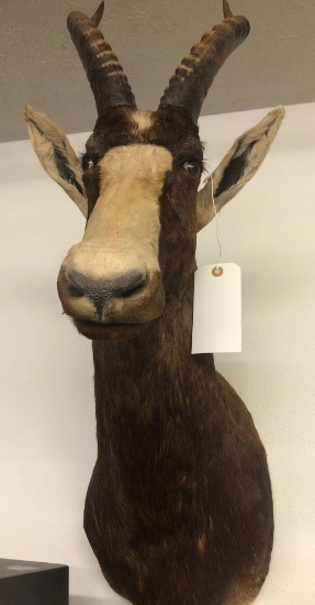 African Blesbok