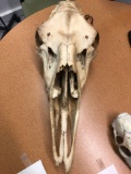 Moose Skull