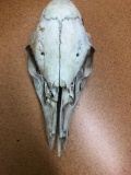 Dear Skull