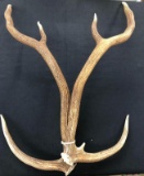 Axis Deer Antlers