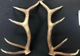 Elk Antlers