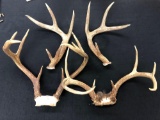 Mixed lot of Whitetail Antlers