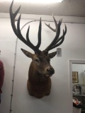 15pt Red Stag Shoulder Mount