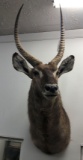 African Waterbuck Shoulder Mount