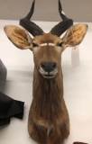 African Nyala Shoulder Mount