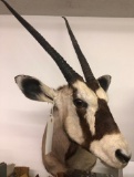 African Gemsbok Shoulder Mount