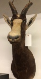 African Blesbok