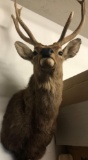 Sika Deer Shoulder Mount