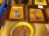 3 Framed Butterfly Pictures