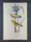 Audubon First Edition Octavo Plate No 97 Prairie Wood-Warbler