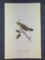 Audubon First Edition Octavo Plate No 98 Blue Mountain Warbler