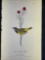 Audubon First Edition Octavo print Plate No. 101 Mourning Ground Warbler