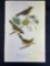 Audubon First Edition Octavo print Plate No. 102 Maryland Ground-Warbler
