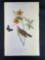 Audubon First Edition Octavo print Plate No. 104 Swainson's Swamp Warbler