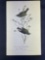 Audubon First Edition Octavo print Plate No. 112 Orange-crowned Swamp Warbler