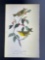 Audubon First Edition Octavo print Plate No. 113 Nashville Swamp-Warbler