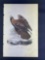 Audubon 1st Ed. Octavo Pl. 12 Golden Eagle