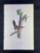Audubon First Edition Octavo print Plate No. 118 Bewick's Wren