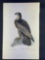 Audubon 1st Ed. Octavo Pl. 13 Washington Sea Eagle