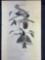 Audubon First Edition Octavo print Plate No. 127 Carolina Titmouse