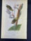 Audubon First Edition Octavo print Plate No. 132 American Golden-Crested Kinglet
