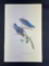 Audubon First Edition Octavo print Plate No. 135 Western Blue Bird