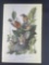 Audubon First Edition Octavo print Plate No.142 American Robin or Migratory Thrush
