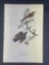 Audubon First Edition Octavo print Plate No. 143 Varied Thrush