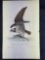 Audubon 1st Ed. Octavo Pl. 15 Common Osprey, Fish Hawk