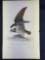 Audubon 1st Ed. Octavo Pl. 15 Common Osprey, Fish Hawk