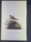Audubon First Edition Octavo Print Plate No. 162 Yellow-winged Bunting