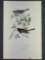 Audubon First Edition Octavo Print Plate No. 168 Oregon Snow Bird