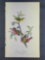 Audubon First Edition Octavo print Plate No. 169 Painted Bunting
