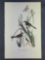 Audubon First Edition Octavo Print Plate No. 173 Macguillivray's Finch