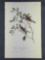 Audubon First Edition Octavo print Plate No.179 Lesser Redpoll Linnet