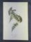 Audubon First Edition Octavo print Plate No. 180 Pine Linnet