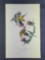 Audubon First Edition Octavo Print Plate No. 181 American Goldfinch