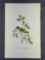 Audubon First Edition Octavo print Plate No. 182 Black-headed Goldfinch