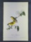 Audubon First Edition Octavo print Plate No. 184 Yarrell's Goldfinch