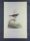 Audubon First Edition Octavo Print Plate No. 187 Brown Finch