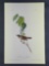 Audubon First Edition Octavo Print Plate No. 190 Morton's Finch