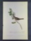 Audubon First Edition Octavo Print Plate No. 193 Black-and yellow-crowned Finch